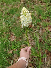 Nuttall's deathcamas (Toxicoscordion nuttallii)