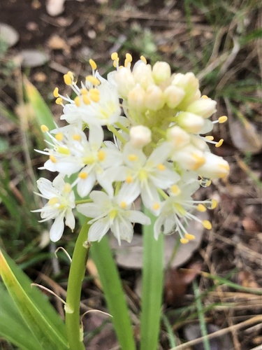 Nuttall's deathcamas (Toxicoscordion nuttallii)