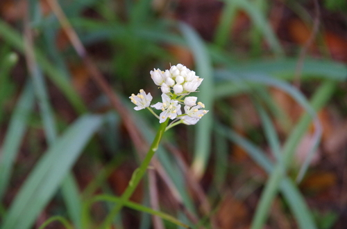 Nuttall's deathcamas (Toxicoscordion nuttallii)