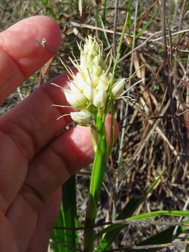 Nuttall's deathcamas (Toxicoscordion nuttallii)