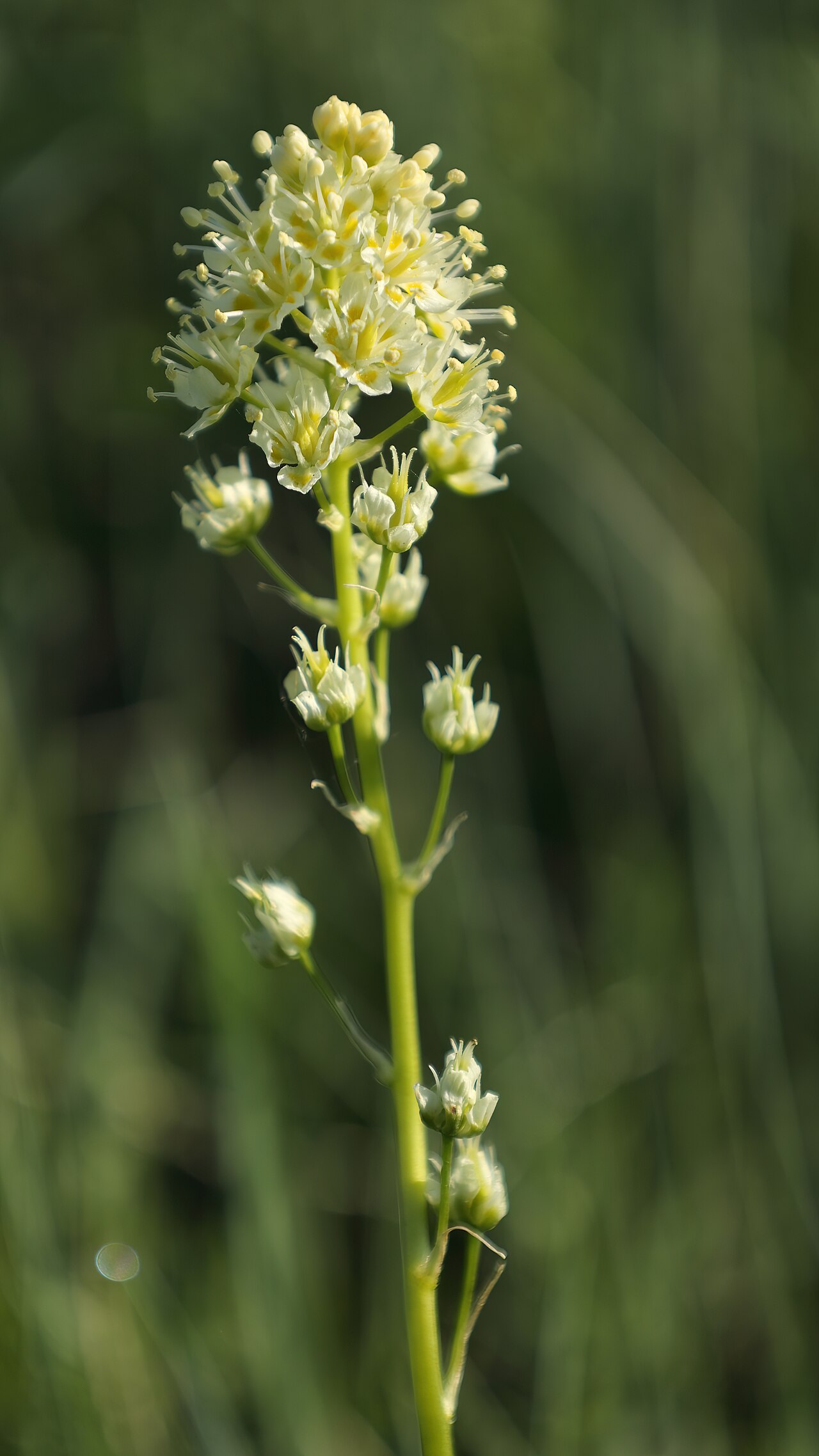 Meadow death camas: Meadow death camas ( Toxicoscordion venenosum ), Grasslands National Park, Saskatchewan, Canada