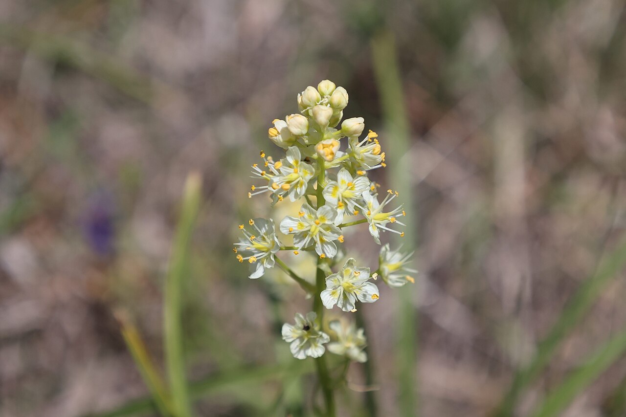 Meadow death camas: Toxicoscordion venenosum flowers photographed in the Black Hills, South Dakota, USA Just outside Wind Cave National Park, near Hot Springs