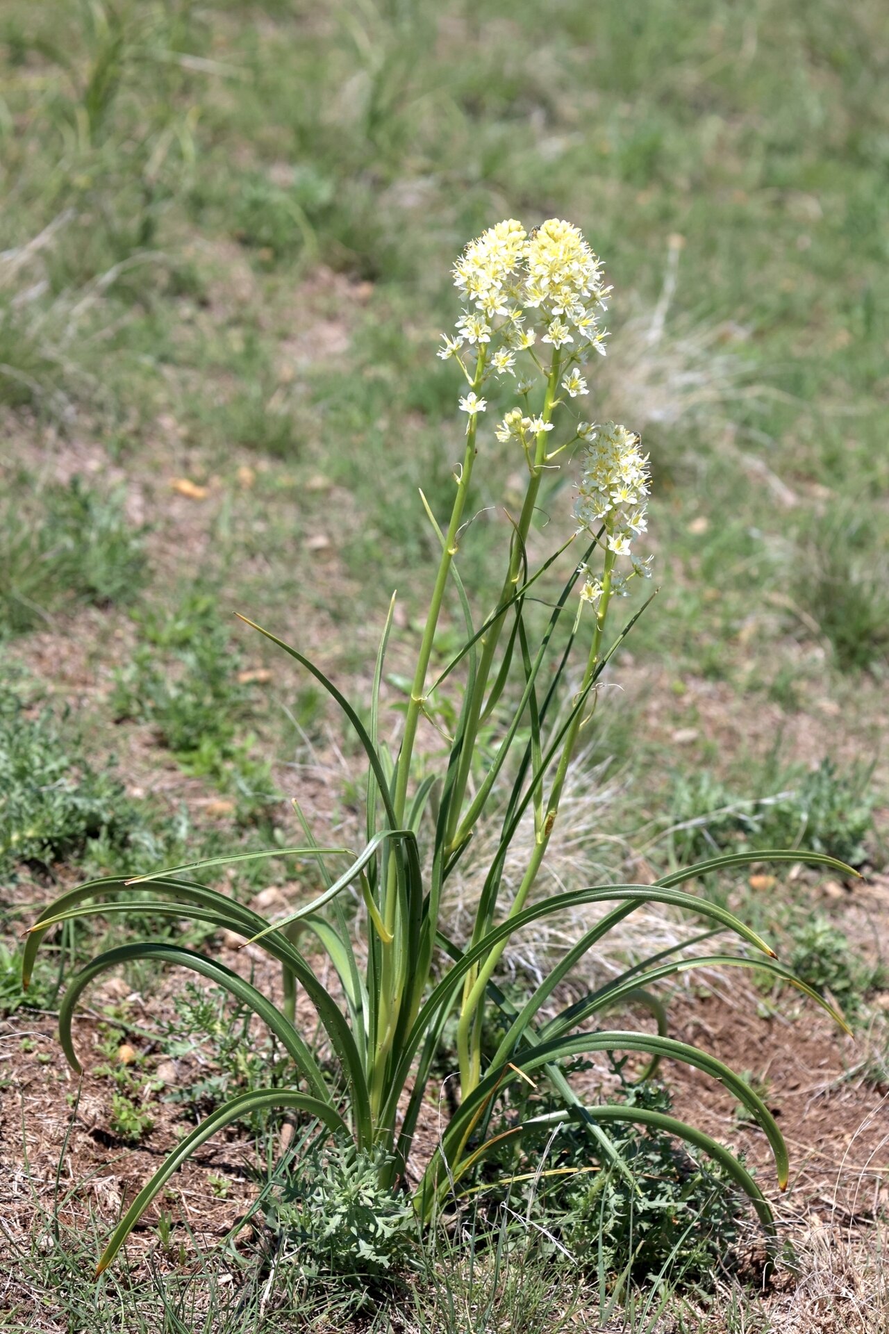 Meadow death camas: Toxicoscordion venenosum flowering Black Hills, South Dakota, USA Just outside Wind Cave National Park, near Hot Springs