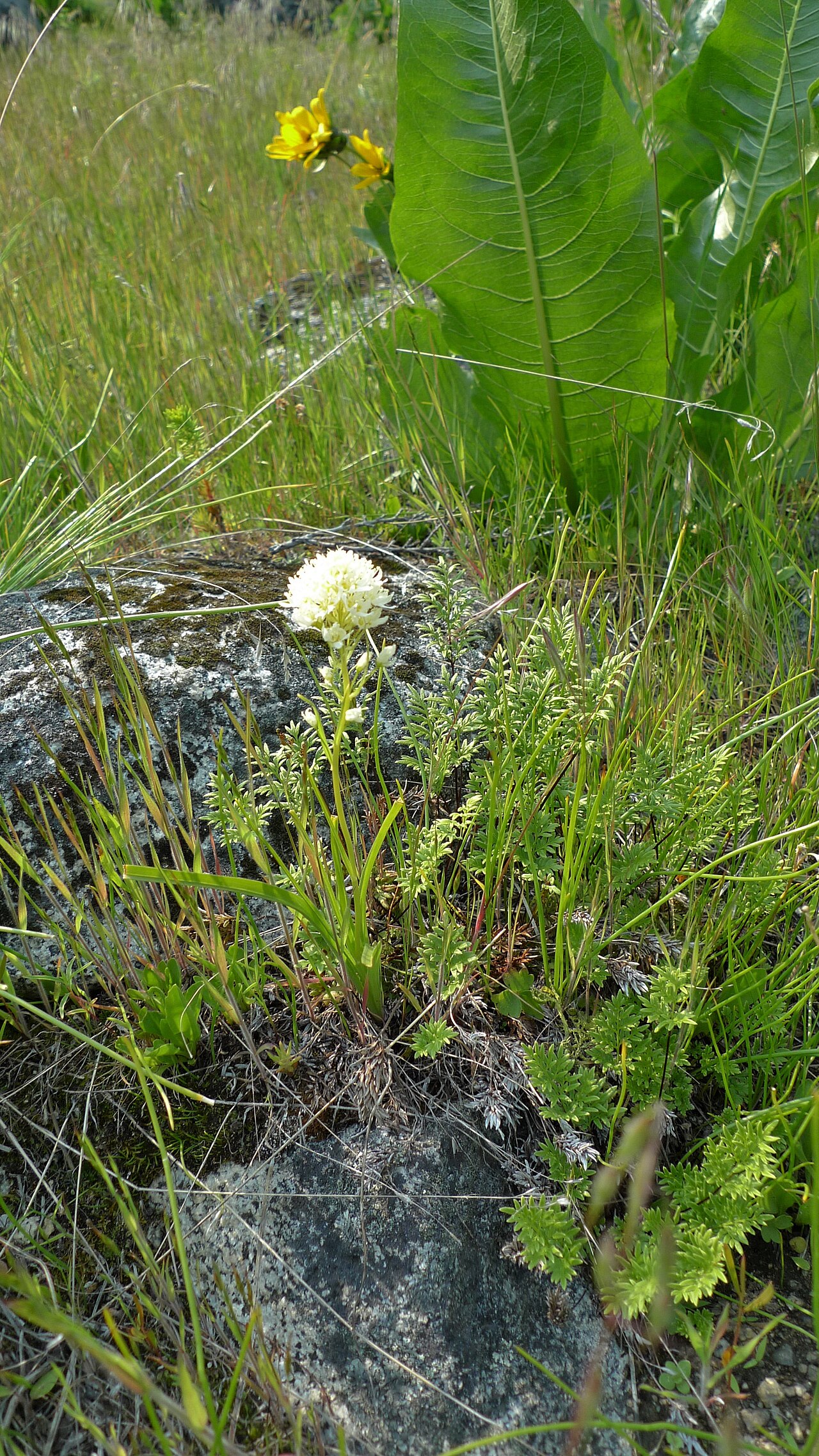 Meadow death camas: Toxicoscordion venenosum var. venenosum in Icicle Canyon, Chelan County Washington