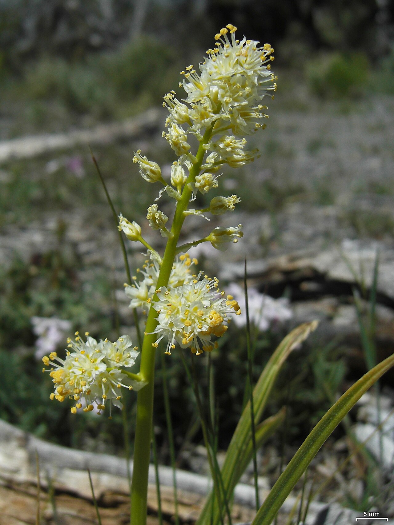 Meadow death camas: Hunter Lake Trail, Reno, Nevada, 20140531
