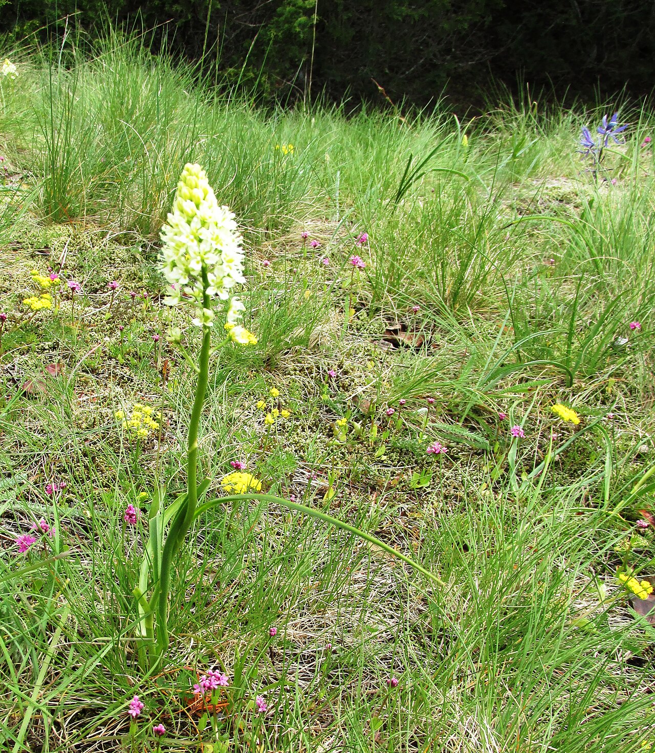 Meadow death camas: Toxicoscordion venenosum (Death Camas) Washington Park, Anacortes, Skagit County, Washington