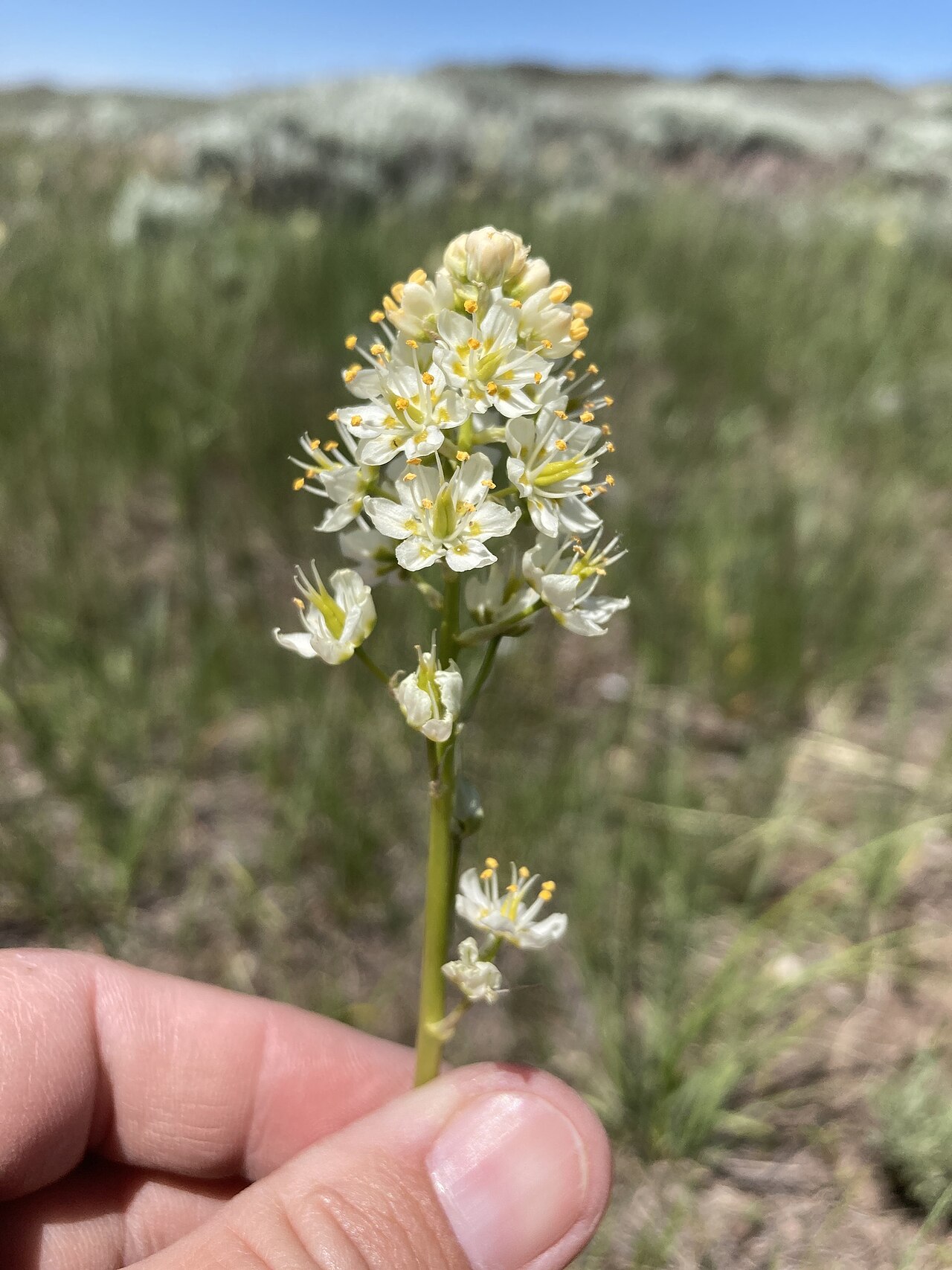 Meadow death camas: Toxicoscordion venenosum blooming in a sagebrush steppe, Carbon County, Wyoming, US
