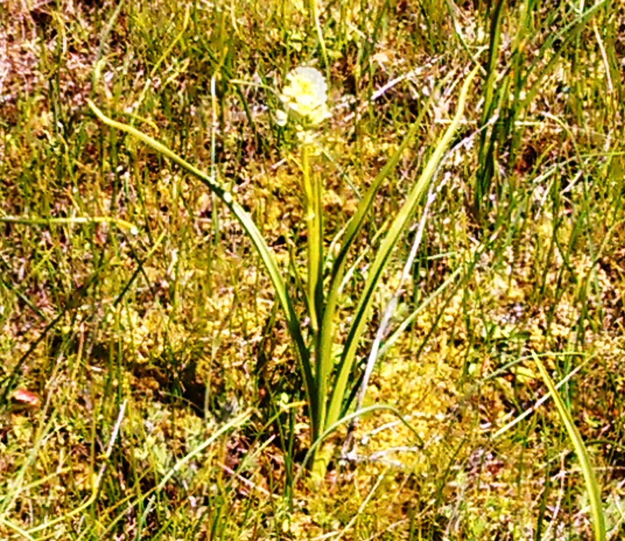 Meadow death camas: Toxicoscordion venenosum (syn. Zigadenus venenosus - death camas) Catherine Creek Trail #4400 , Columbia River Gorge National Scenic Area IMG_20140402_123121_77