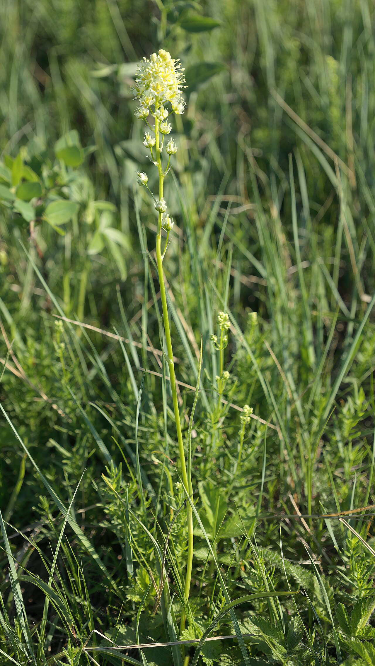 Meadow death camas: Meadow death camas ( Toxicoscordion venenosum ), Grasslands National Park, Saskatchewan, Canada
