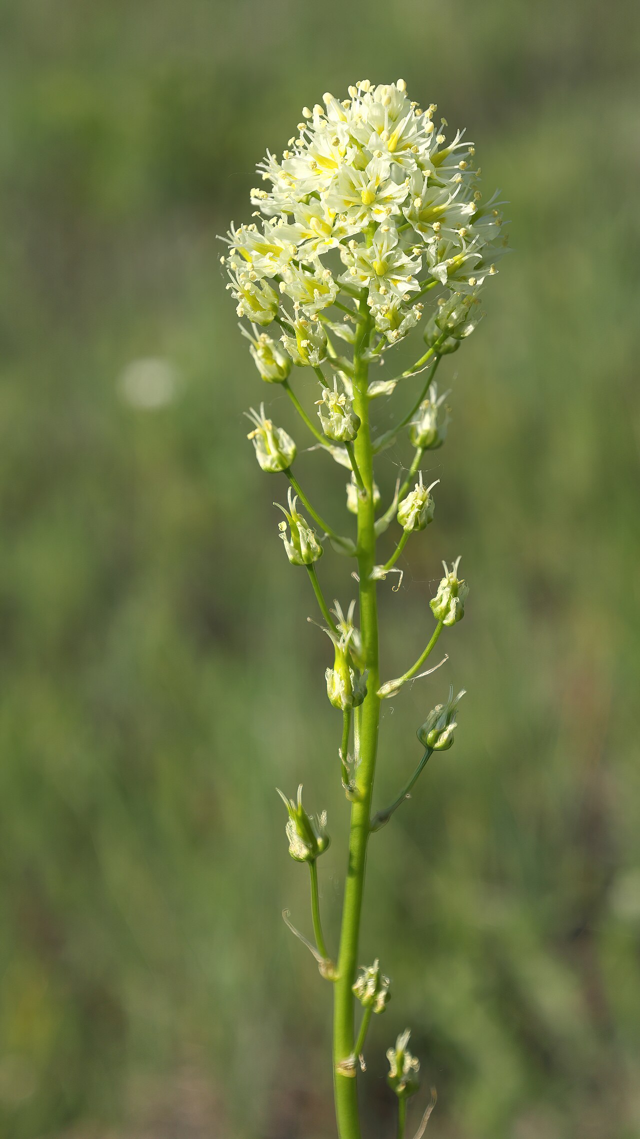 Meadow death camas: Meadow death camas ( Toxicoscordion venenosum ), Grasslands National Park, Saskatchewan, Canada