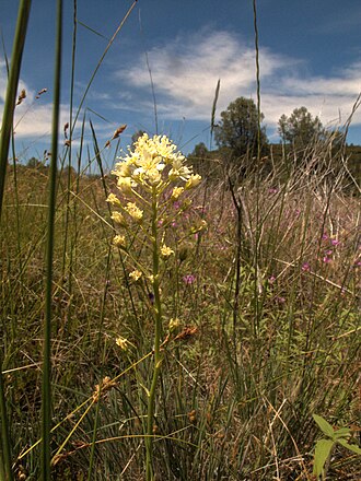 Meadow death camas: Toxicoscordion venenosum—Meadow deathcamas. Heed the name of death camas. The species possesses major toxicity.