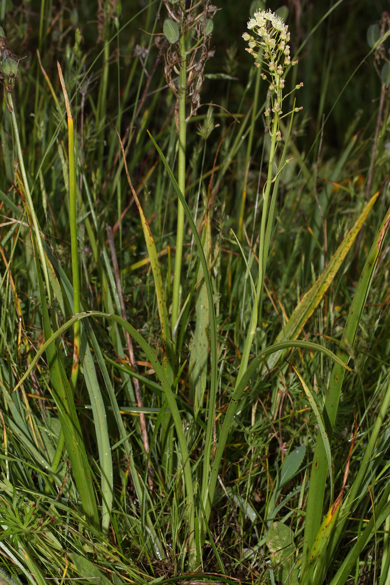 Meadow death camas: Deadly Zigadenus, Meadow Death-camas