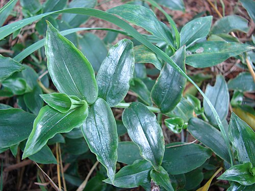 Small-leaf spiderwort: Tradescantia fluminensis (habit). Location: Maui, Oluolu Rd Kula