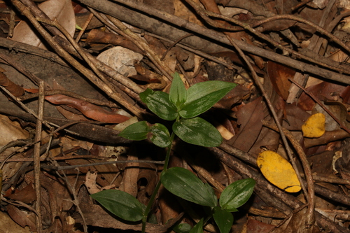 Small-leaf spiderwort (Tradescantia fluminensis)