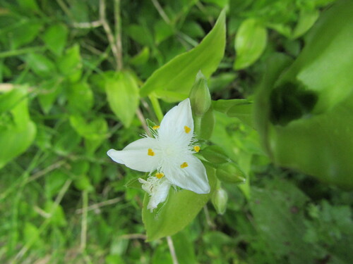 Small-leaf spiderwort (Tradescantia fluminensis)