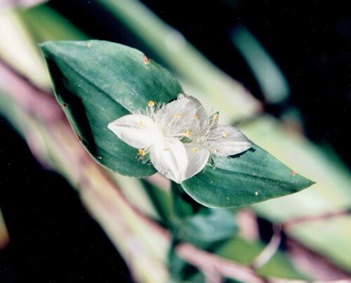 Small-leaf spiderwort (Tradescantia fluminensis)