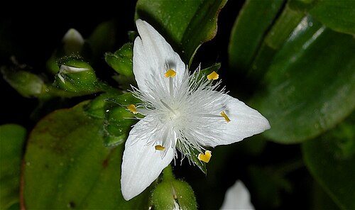 Small-leaf spiderwort: Tradescantia fluminensis, tambien conocida como "Amor de hombre" (�toma ya!) Atenci�n a las cabezuelas de los estambres con forma de corazoncito :-)