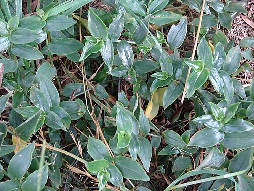 Small-leaf spiderwort: Tradescantia fluminensis (habit). Location: Maui, Oluolu Rd Kula