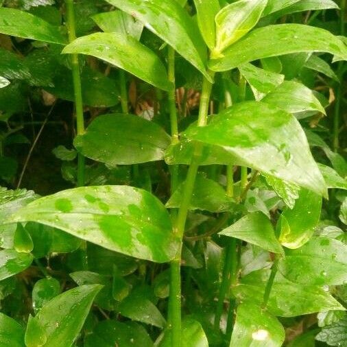 Small-leaf spiderwort (Tradescantia fluminensis)
