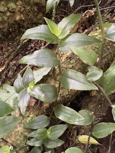 Small-leaf spiderwort (Tradescantia fluminensis)