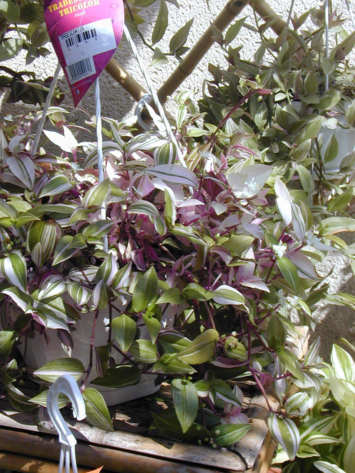 Small-leaf spiderwort: Tradescantia fluminensis 'Variegata'