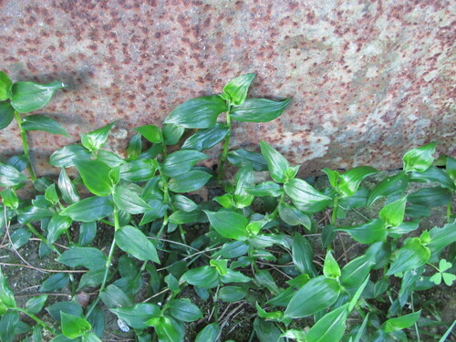 Small-leaf spiderwort (Tradescantia fluminensis)