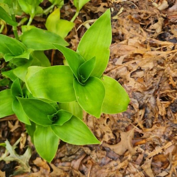 Small-leaf spiderwort (Tradescantia fluminensis)