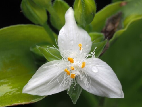 Small-leaf spiderwort