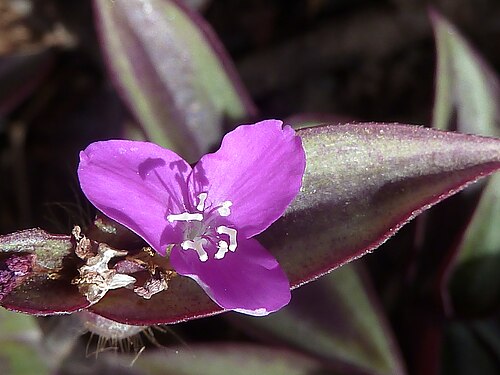 Purple queen: Tradescantia pallida (Purpurina) - Flor en antesis. - Cultivado/ornamental, José Cucú, Albatera , Provincia de Alicante (España).