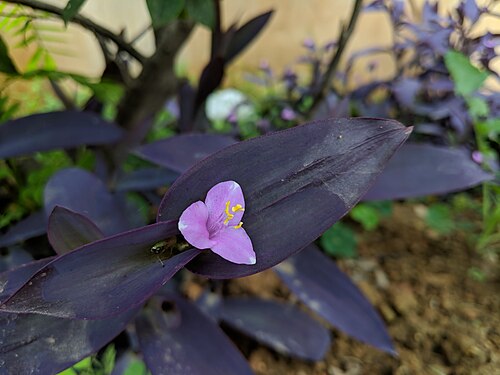 Purple queen: Tradescantia pallida , photographed in Central China Normal University, Wuhan, Hubei Province, China