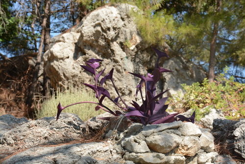 Purple queen (Tradescantia pallida)