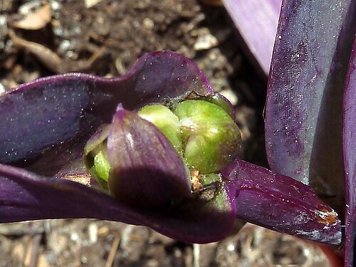 Purple queen: Tradescantia pallida (Purpurina) - Fruto inmaduro in situ - Cultivado/ornamental, José Cucú, Albatera , Provincia de Alicante (España).,