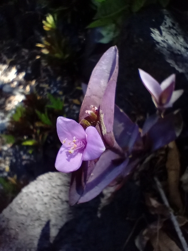 Purple queen (Tradescantia pallida)