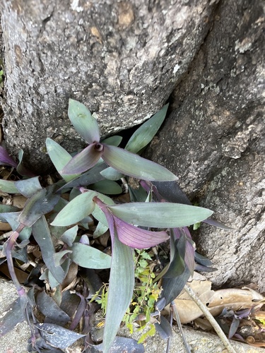 Purple queen (Tradescantia pallida)