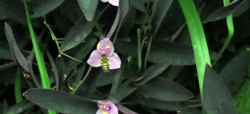 Purple queen (Tradescantia pallida)