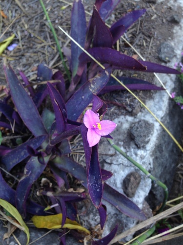 Purple queen (Tradescantia pallida)
