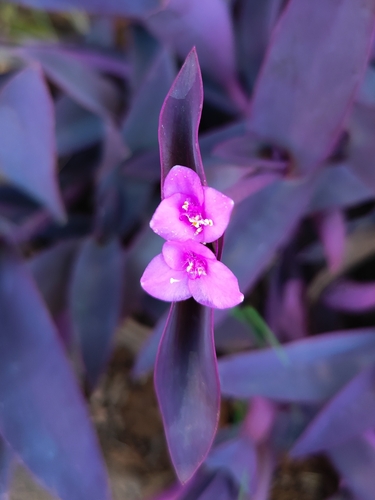 Purple queen (Tradescantia pallida)