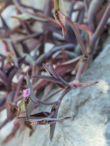 Purple queen (Tradescantia pallida)