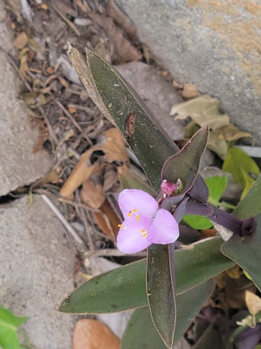 Purple queen (Tradescantia pallida)