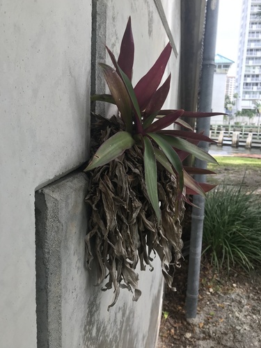 Boat-lily (Tradescantia spathacea)