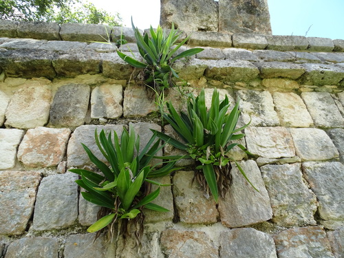 Boat-lily (Tradescantia spathacea)