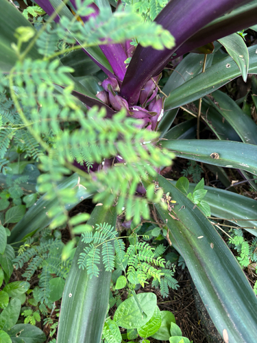 Boat-lily (Tradescantia spathacea)