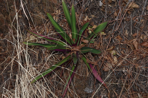 Boat-lily (Tradescantia spathacea)