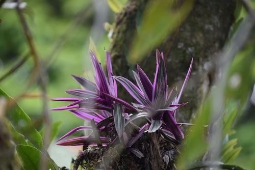 Boat-lily (Tradescantia spathacea)
