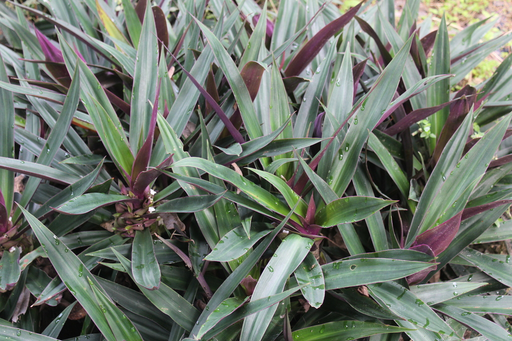 Boat-lily (Tradescantia spathacea)
