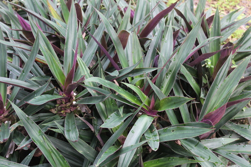 Boat-lily (Tradescantia spathacea)