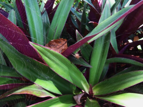 Boat-lily (Tradescantia spathacea)