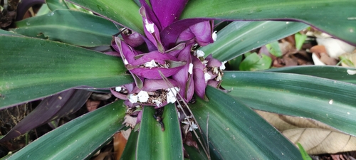 Boat-lily (Tradescantia spathacea)