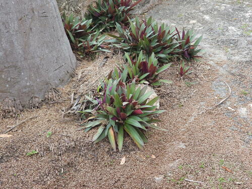 Boat-lily (Tradescantia spathacea)