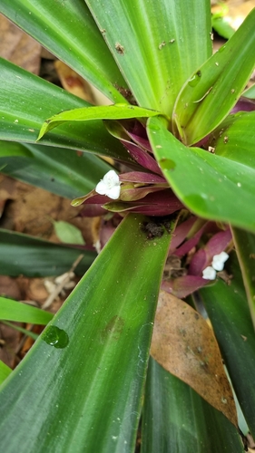 Boat-lily (Tradescantia spathacea)